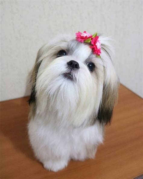 Shih Tzu: tudo que você precisa saber sobre a raça .